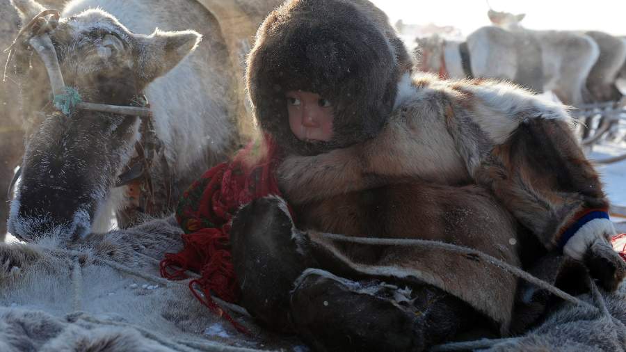 Экономика из архаики: кто сегодня занимается развитием оленеводства в русской Арктике