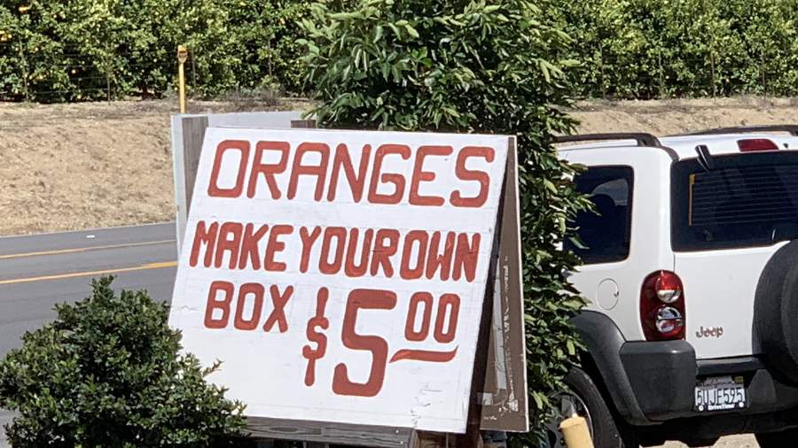 Продажа апельсинов неподалеку от цитрусовой плантации
