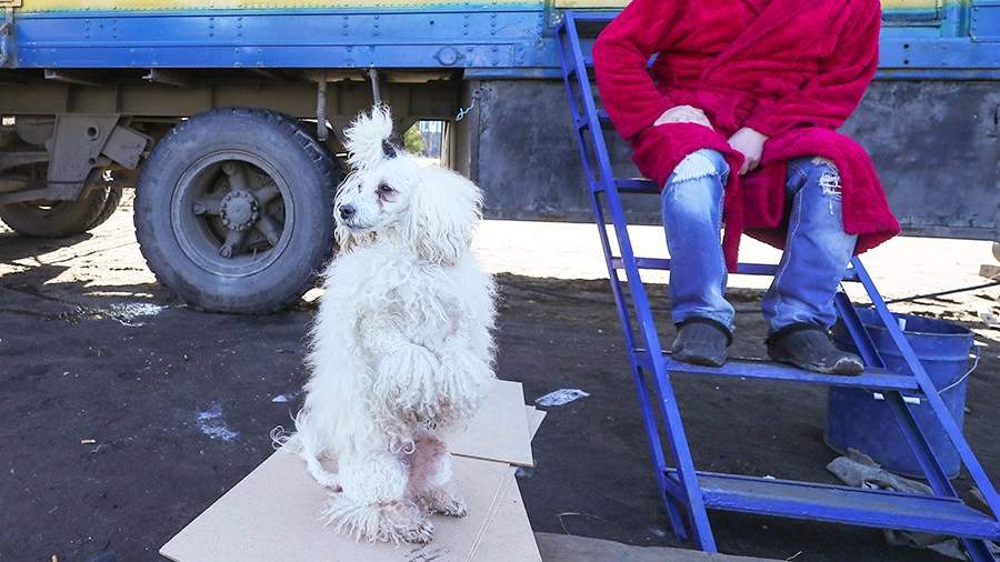 зачем нужен цирк с коронавирусом. TASS 39330621. зачем нужен цирк с коронавирусом фото. зачем нужен цирк с коронавирусом-TASS 39330621. картинка зачем нужен цирк с коронавирусом. картинка TASS 39330621.