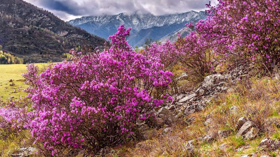 Растения Хабаровского Края Фото И Названия