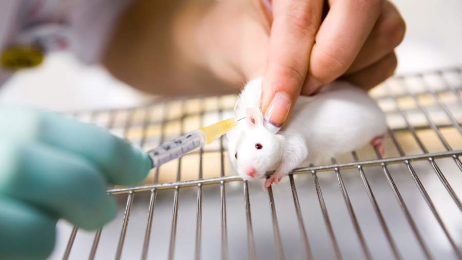 Грызуны науки: мыши с легкими человека помогут найти защиту от COVID