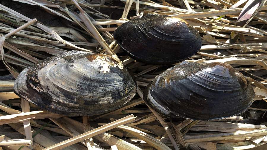 личинка беззубки на рыбе. Смотреть фото личинка беззубки на рыбе. Смотреть картинку личинка беззубки на рыбе. Картинка про личинка беззубки на рыбе. Фото личинка беззубки на рыбе личинка беззубки на рыбе. Смотреть фото личинка беззубки на рыбе. Смотреть картинку личинка беззубки на рыбе. Картинка про личинка беззубки на рыбе. Фото личинка беззубки на рыбе