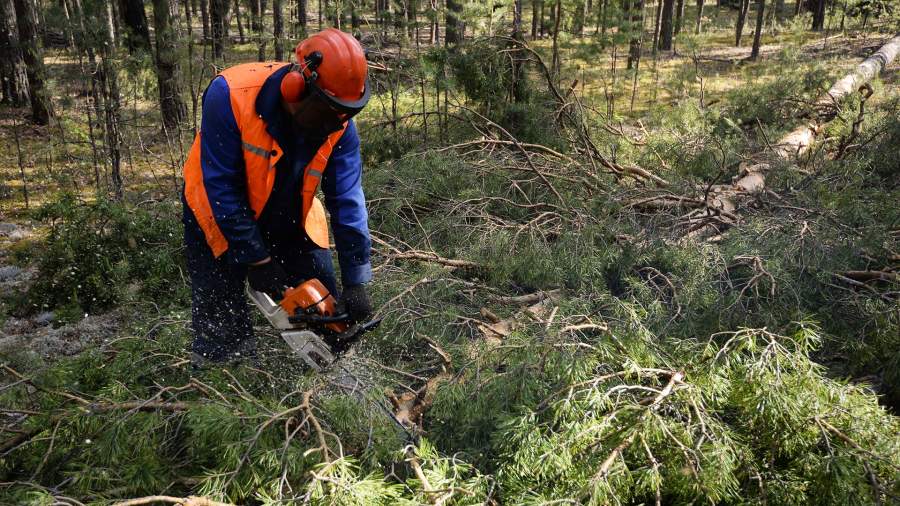 Хитрые леса: как в России восстанавливают деревья после вырубок и пожаров