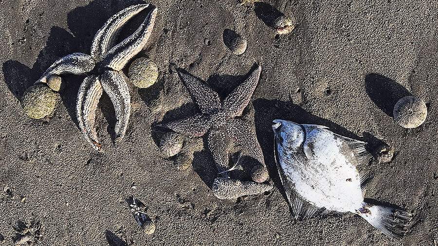 Морские звезды и рыба на берегу в бухте Безымянная