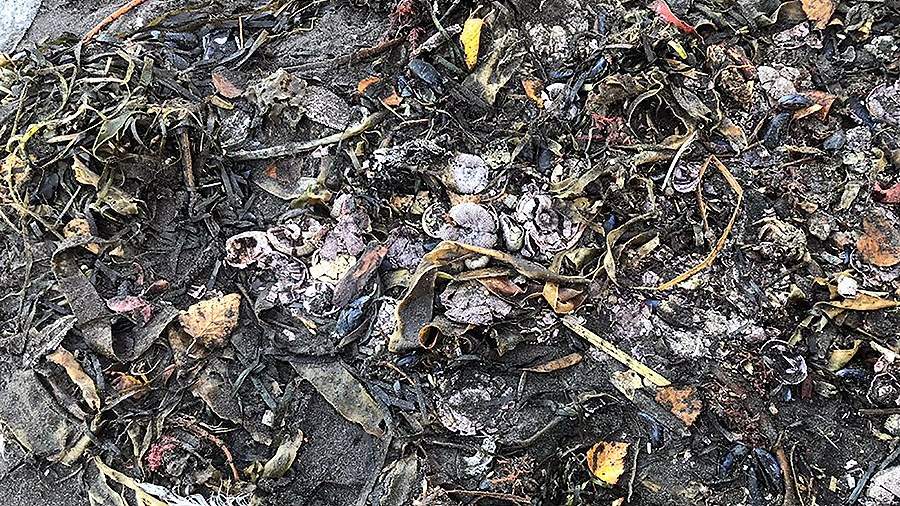 Выброшенные на побережье Авачинского залива морские животные и мусор 