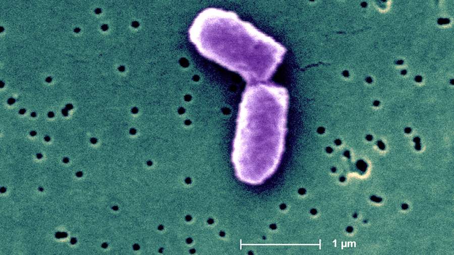 Бактерия кишечной палочки под микроскопом
