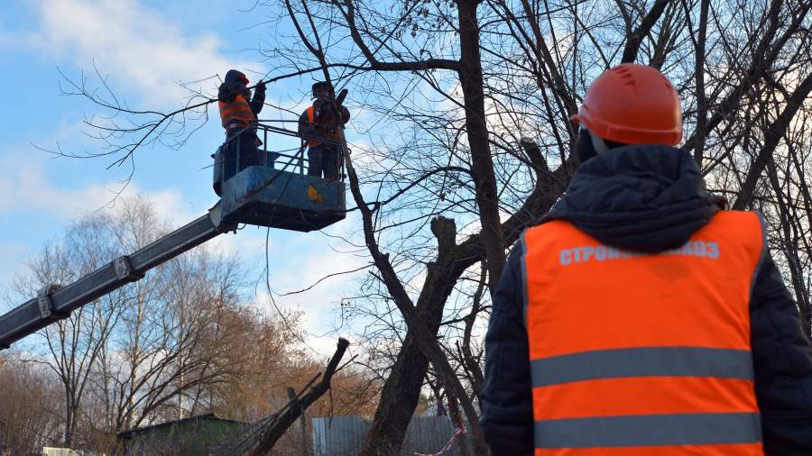 Сотрудники коммунальных служб обрезают деревья