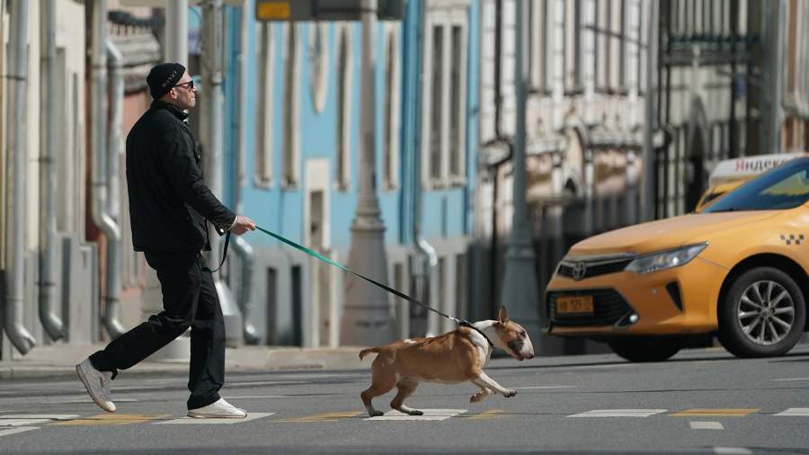 мужчина выгуливает собаку