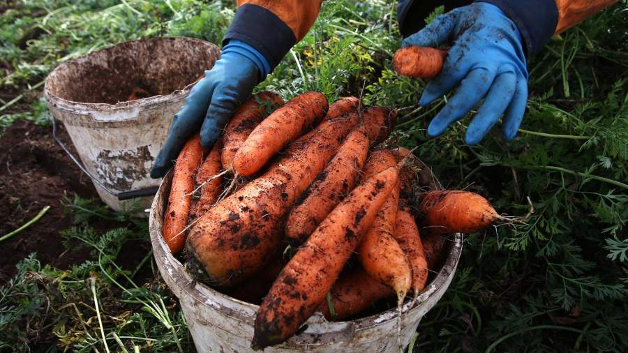 вопрос с подорожанием базовых продуктов овощей так называемого борщевого набора. Смотреть фото вопрос с подорожанием базовых продуктов овощей так называемого борщевого набора. Смотреть картинку вопрос с подорожанием базовых продуктов овощей так называемого борщевого набора. Картинка про вопрос с подорожанием базовых продуктов овощей так называемого борщевого набора. Фото вопрос с подорожанием базовых продуктов овощей так называемого борщевого набора