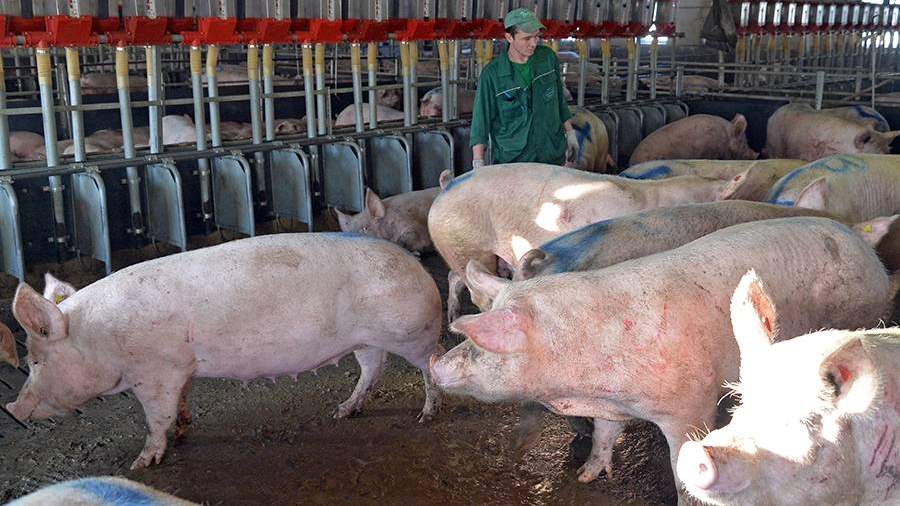 свинина дорожает в россии почему. Смотреть фото свинина дорожает в россии почему. Смотреть картинку свинина дорожает в россии почему. Картинка про свинина дорожает в россии почему. Фото свинина дорожает в россии почему свинина дорожает в россии почему. Смотреть фото свинина дорожает в россии почему. Смотреть картинку свинина дорожает в россии почему. Картинка про свинина дорожает в россии почему. Фото свинина дорожает в россии почему