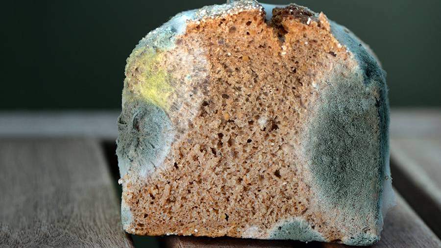 розовая плесень на еде. Смотреть фото розовая плесень на еде. Смотреть картинку розовая плесень на еде. Картинка про розовая плесень на еде. Фото розовая плесень на еде розовая плесень на еде. Смотреть фото розовая плесень на еде. Смотреть картинку розовая плесень на еде. Картинка про розовая плесень на еде. Фото розовая плесень на еде