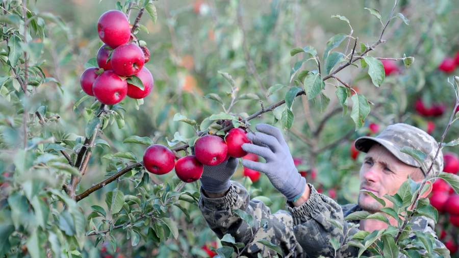 сбор урожая яблок