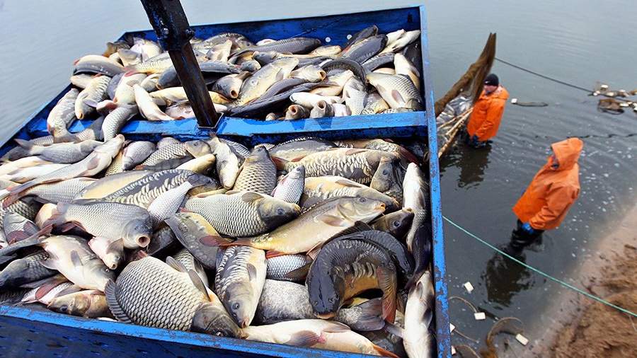 Сотрудники рыбного хозяйства достают улов карпа в искусственном водоеме в поселке Озерный