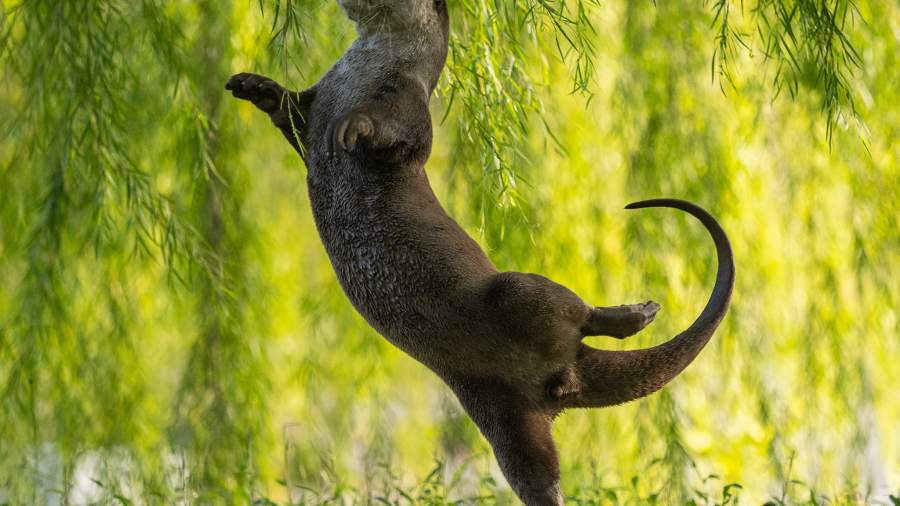 The 15 Finalists Of 2017 Comedy Pet Photography Awards