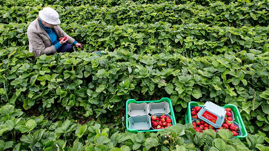 Летняя ягода: сбор клубники под Москвой 