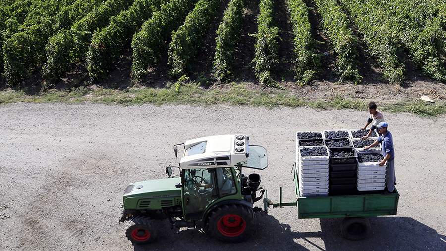 Винодельческое хозяйство в Ростовской области