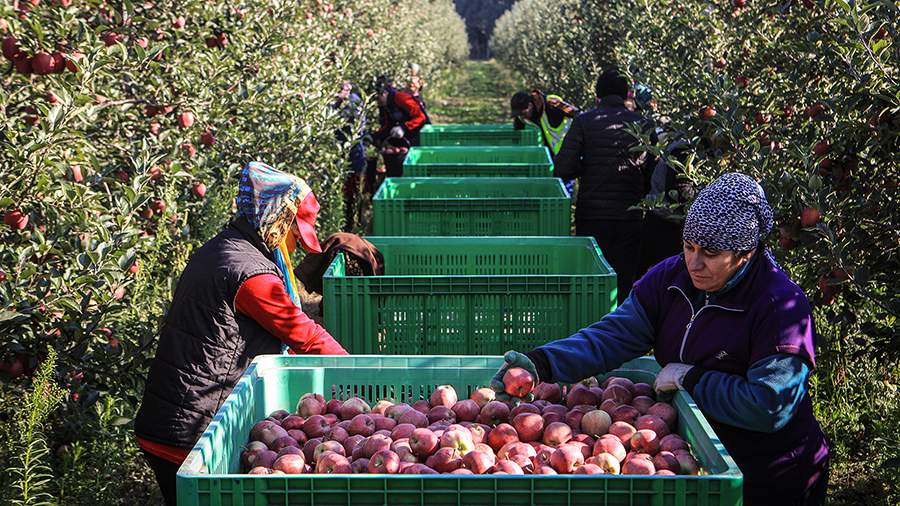 Во всем соку: сбор урожая яблок в Кабардино-Балкарии 