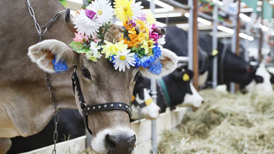 Выставка достижений сельского хозяйства на ВДНХ