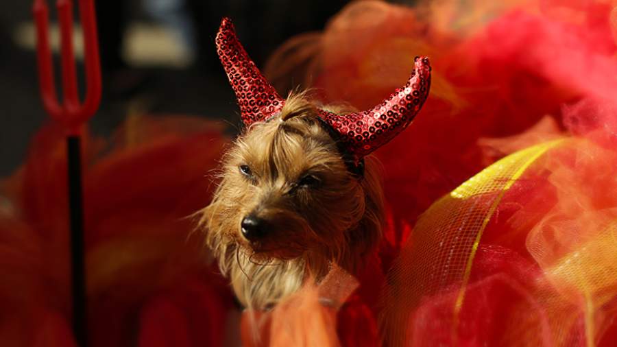 Страшно милы: хеллоуинский парад собак в Нью-Йорке