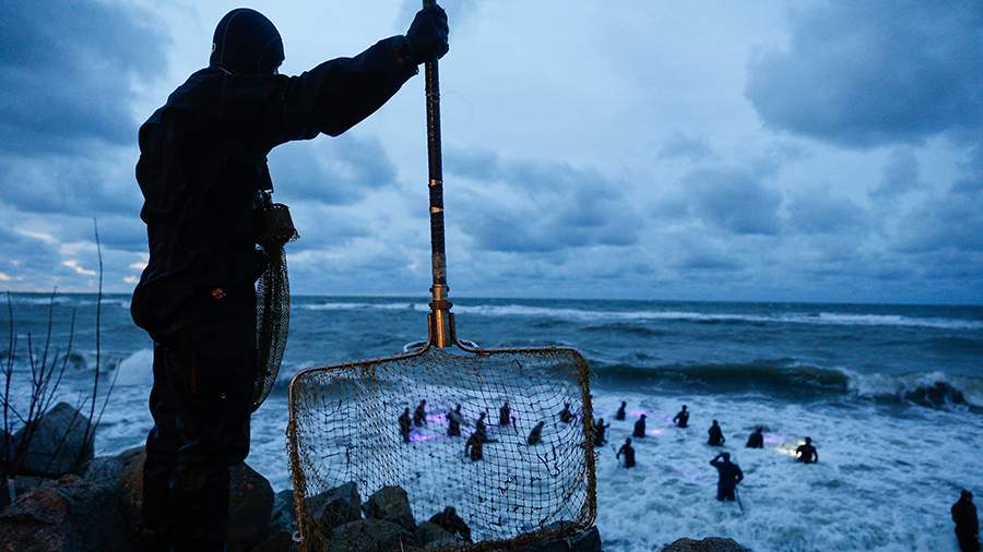 Ловцы янтаря: сбор «солнечного камня» в Калининградской области