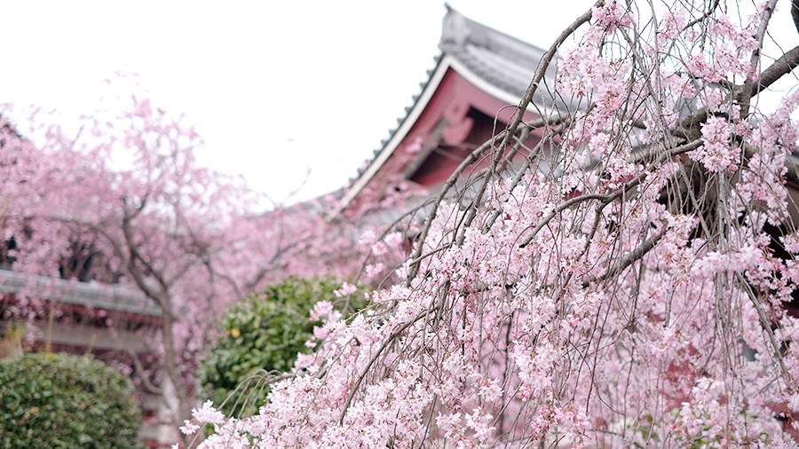 Японская вишня