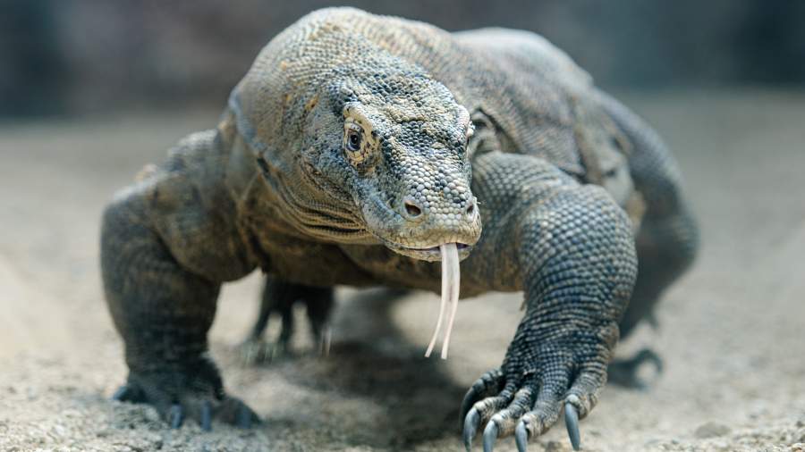 Дикие и опасные 