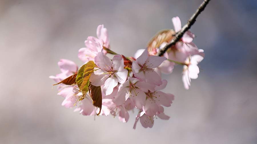 Вишни японской нежности