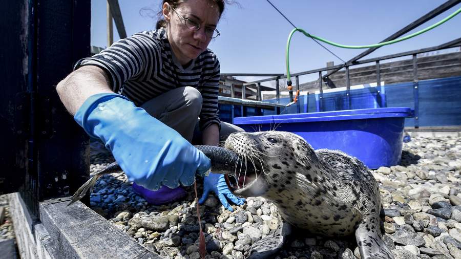 Давай ласту