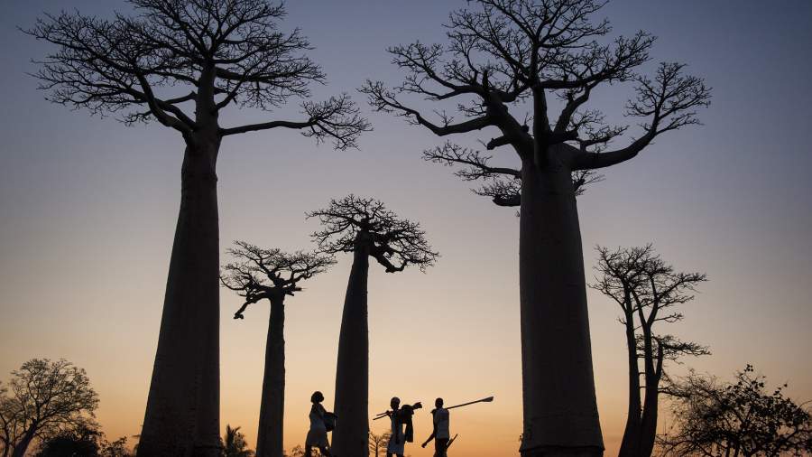 Гиганты Африки