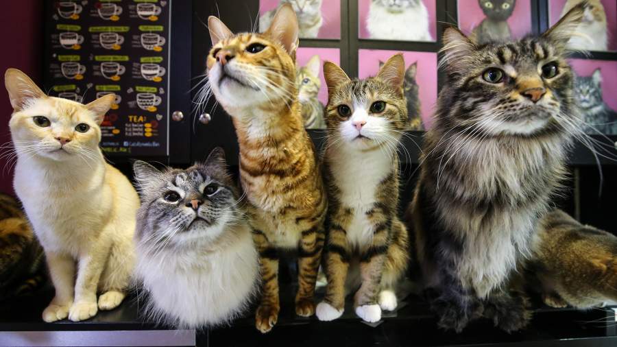 Там и правда ходит кот