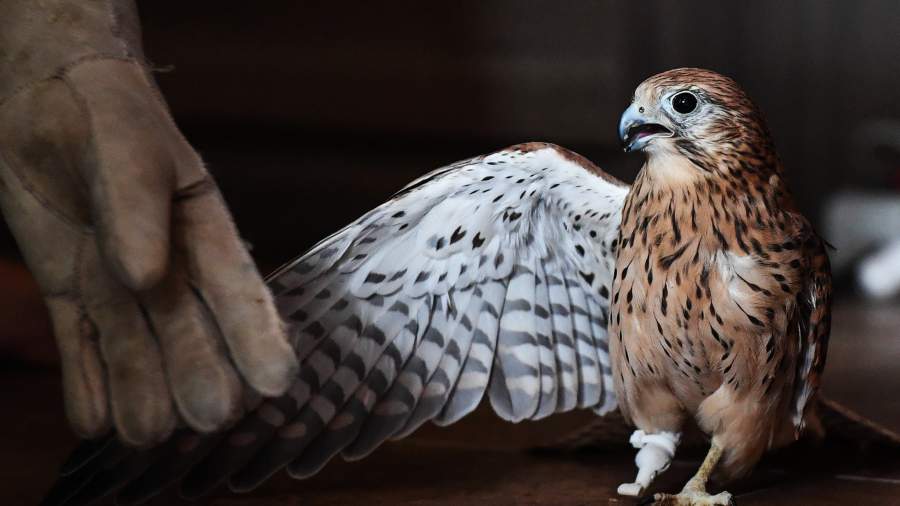 Ее зовут Гром: ученые из Новосибирска сделали протез для сокола