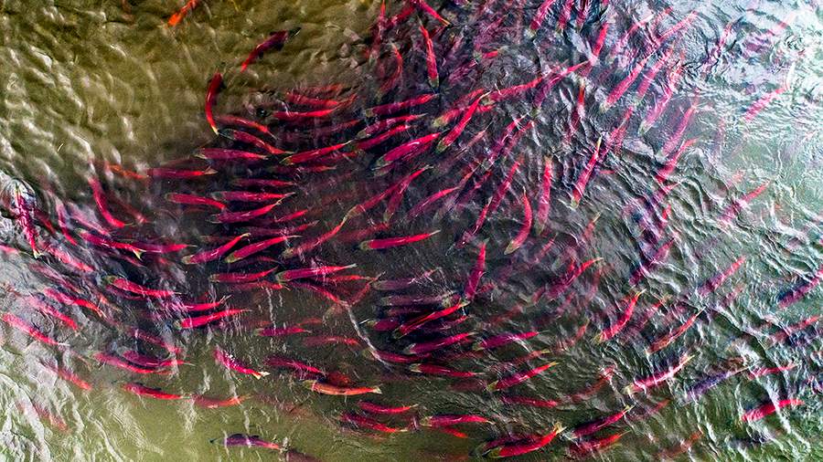 Богатство Камчатки: сезон нереста нерки