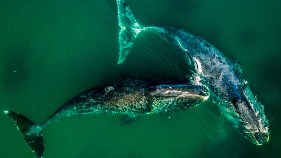 Сквозь толщу воды: гренландские киты в бухте Врангеля