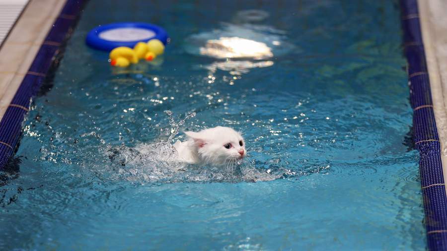 Национальное достояние: как в Турции изучают древнюю породу кошек