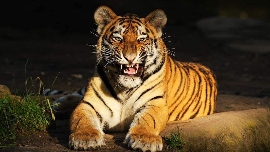 Зверь из тайги: чем уникален амурский тигр