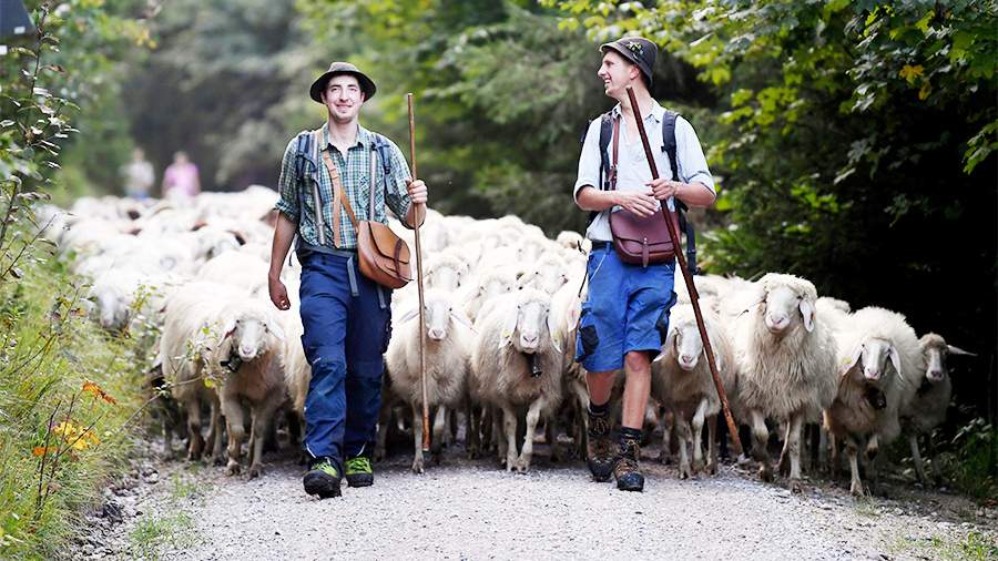 Возвращение скота: в Европе проходит фермерский фестиваль