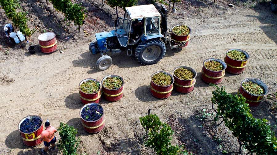 Солнечная ягода: сбор винограда в Крыму