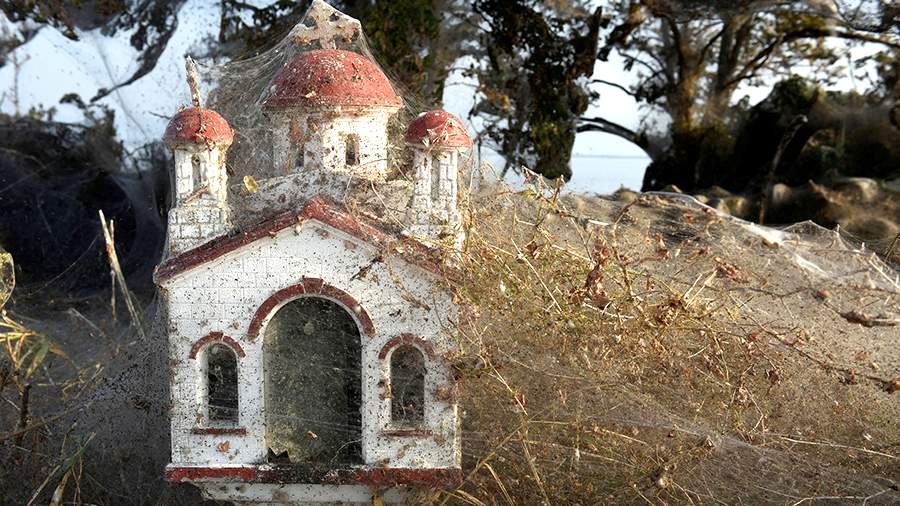 Попала в паутину: Греция переживает нашествие пауков