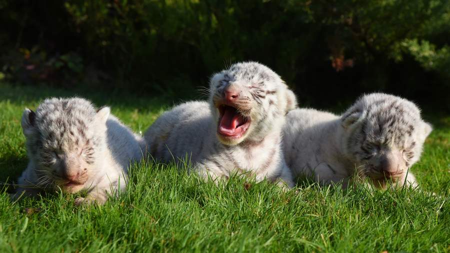 Королевская тройня: в Крыму родились редкие белые тигрята
