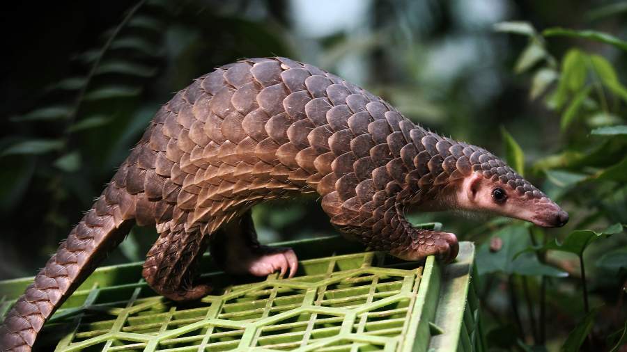 Каждой твари по паре: оказавшиеся на грани исчезновения виды