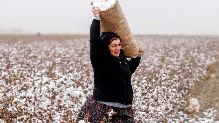 Мягко стелют: на Ставрополье возрождают традиции сбора хлопка