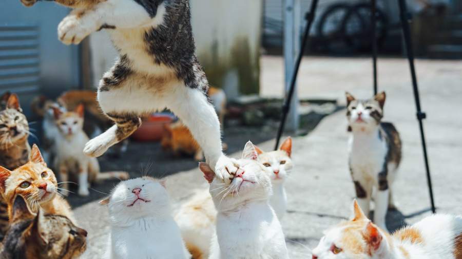 Котный двор: на японском острове животных давно больше, чем людей