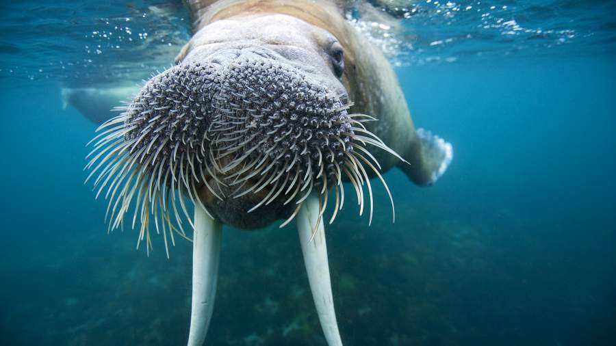Всплытие покажет: в мире отмечают День моржа