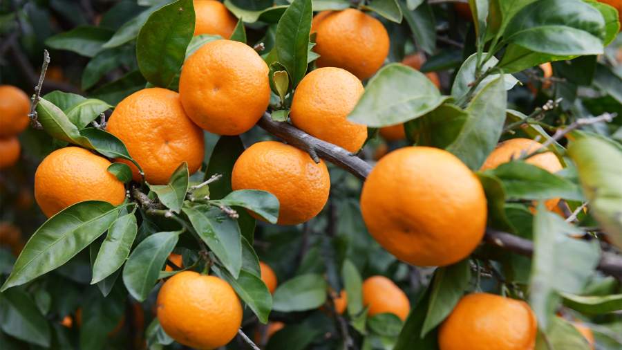 Оранжевая лихорадка: как собирают мандарины в Абхазии