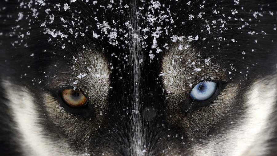 Хаски-тур: как проходит одна из самых сложных гонок на упряжках