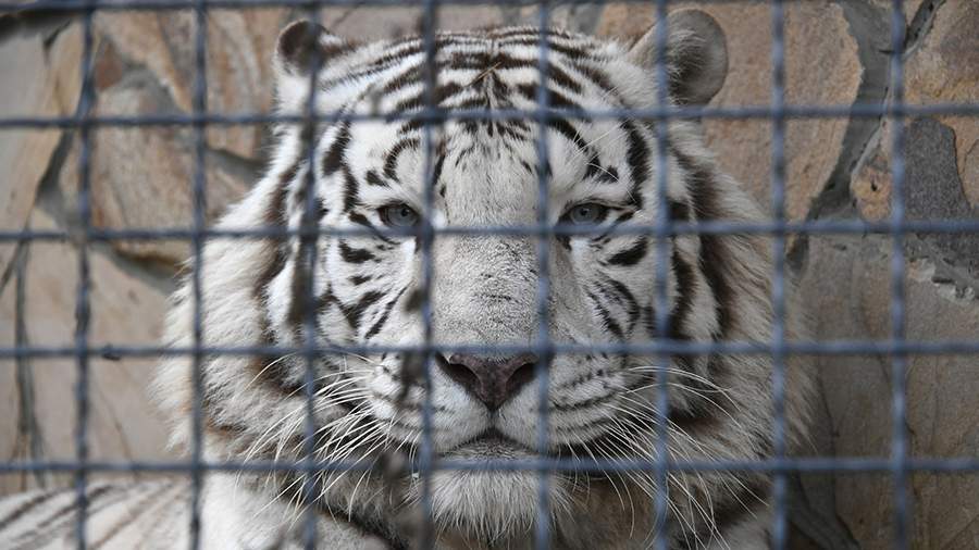 Львиная доля: как живут обитатели крымского сафари-парка «Тайган»