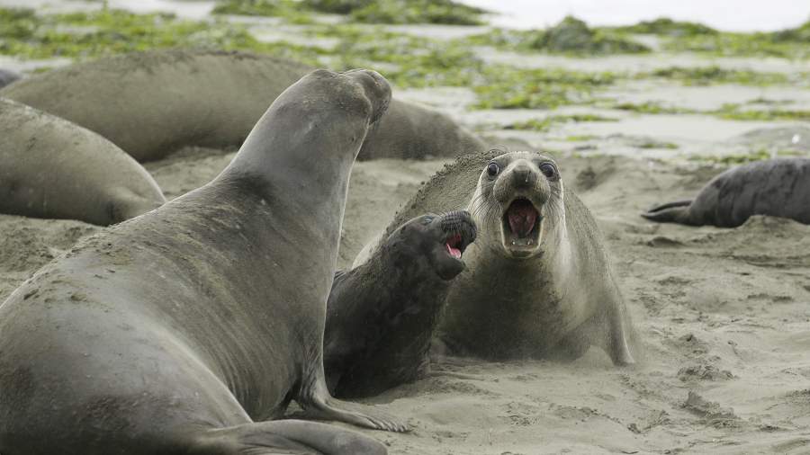 Вышли из воды: тюлени «заняли» один из пляжей Калифорнии