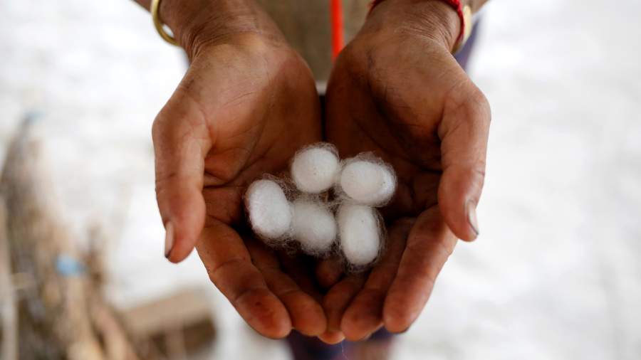 Живой доход: как выращивают шелкопряда в деревнях Мьянмы