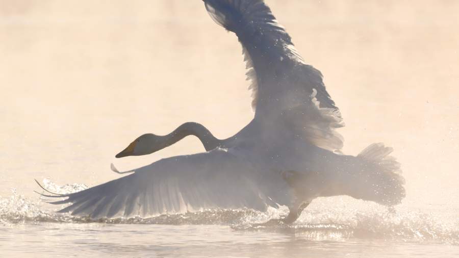 Остаются зимовать: как заказник на Алтае стал домом для белых лебедей