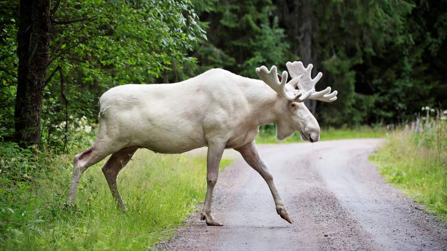 Красное и белое: как альбиносы выживают в дикой природе